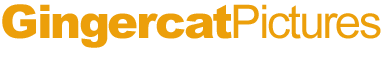 Gingercat Pictures